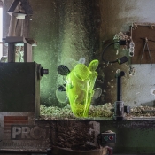 MUTATION 2 TROPHY